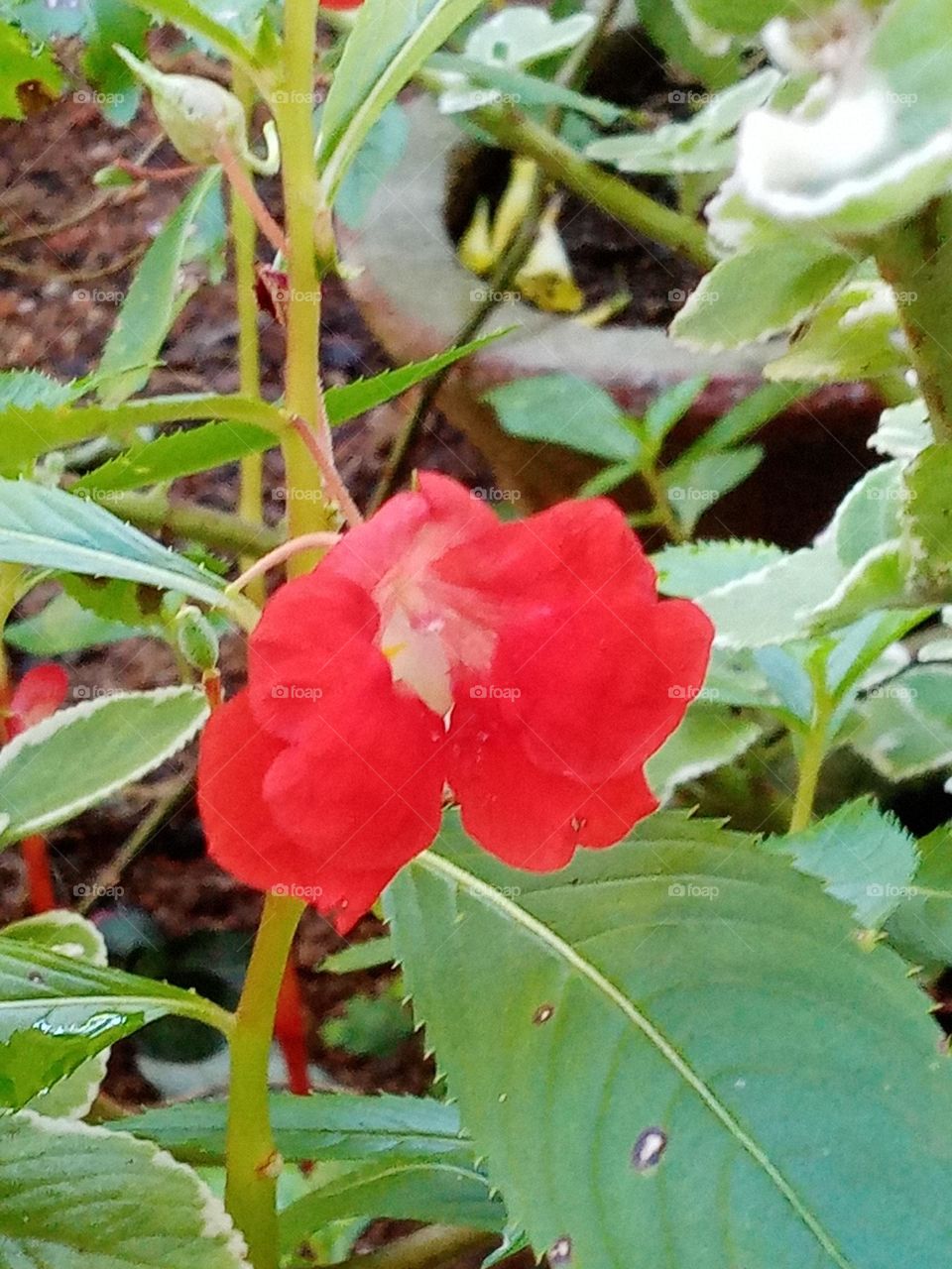 Flowers in the garden