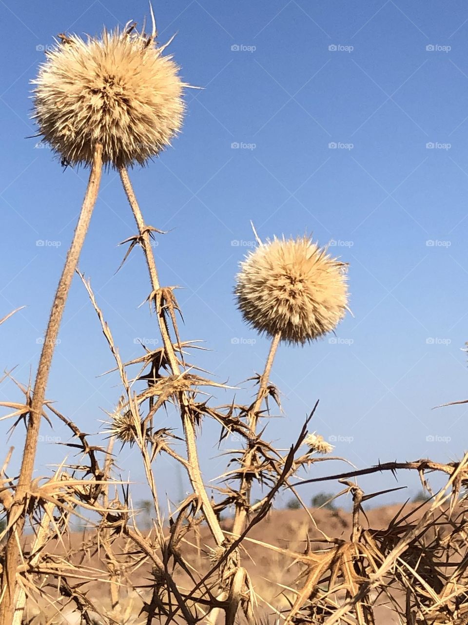 Beautiful and yellow plant in nature.