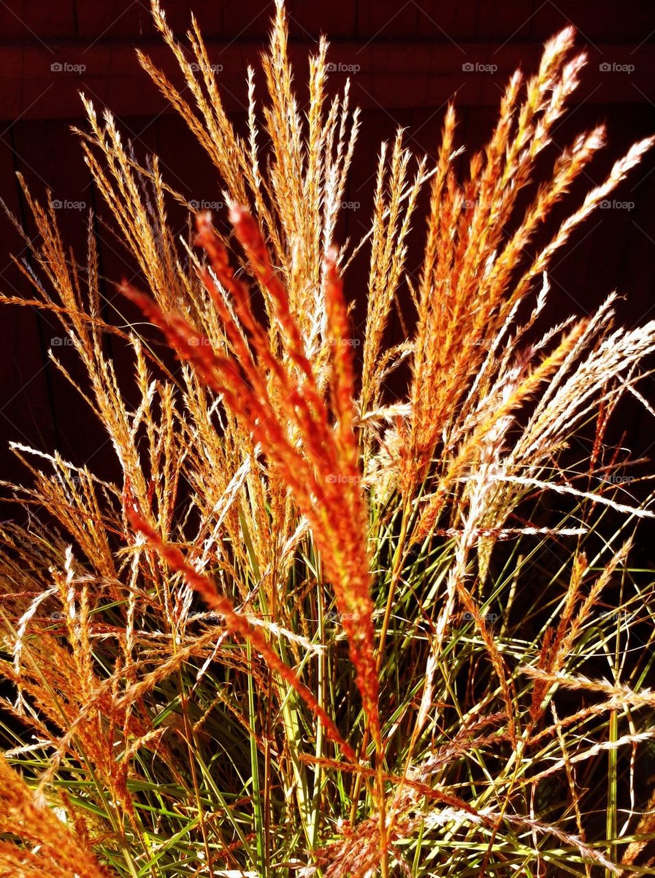 Colorful Japanese grass in fall.
