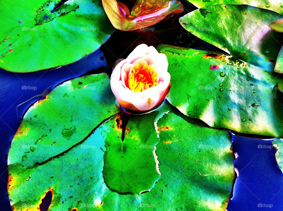  Lily pads with lotus flower