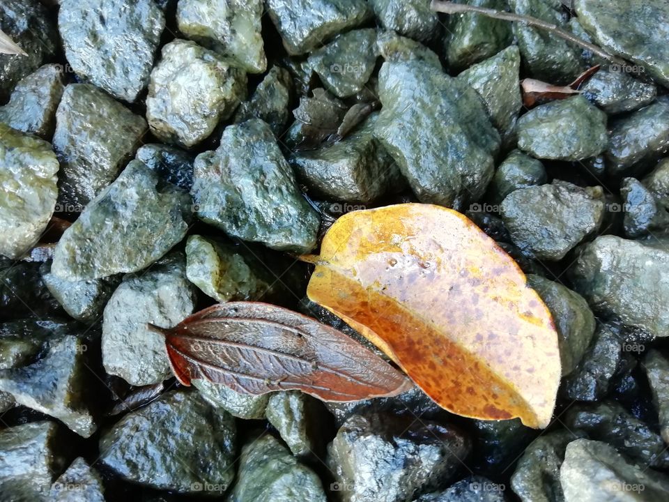 Leaves fallen on Rocks