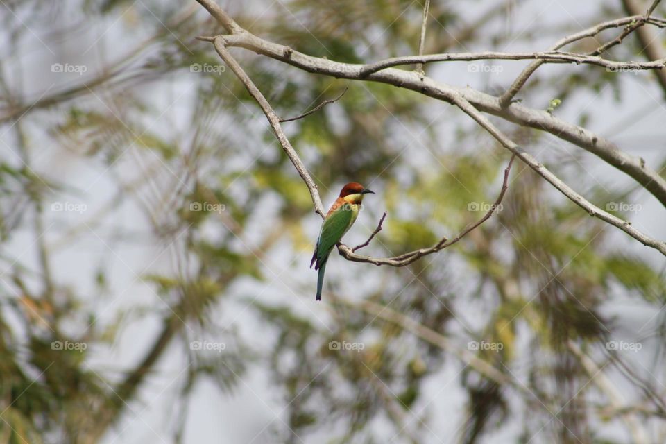 Bee eater