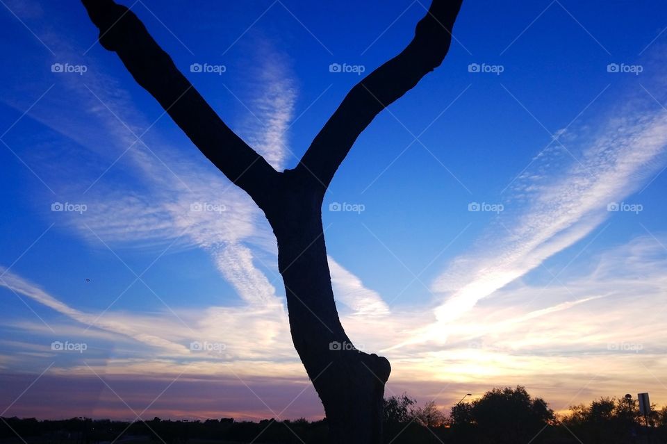 Sunset Tree