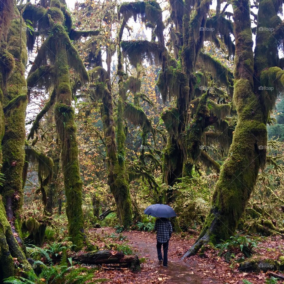 Stroll in the rainforest