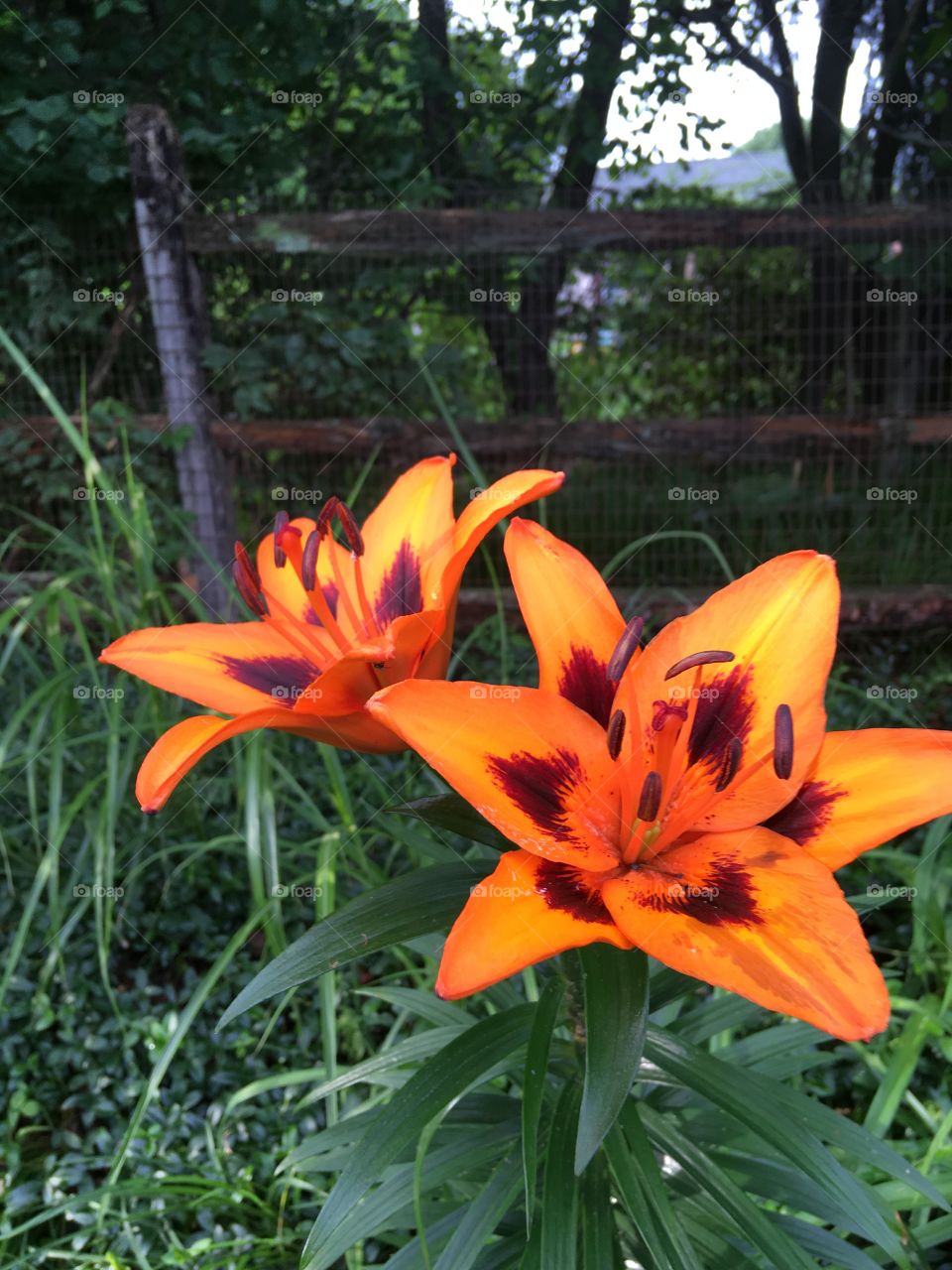 Nice shot of orange lilies 