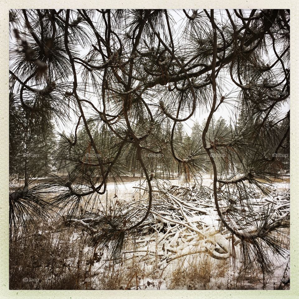 Snow on pine needles 
