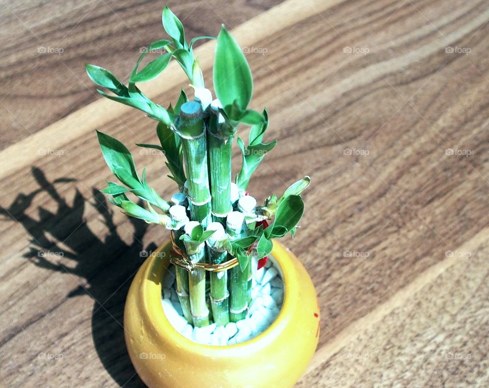 Bamboo plant in pot on the table