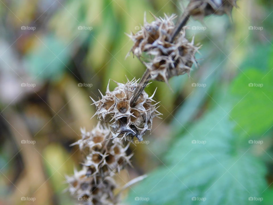 empty seed pods