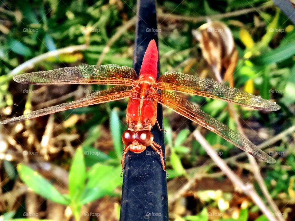 Rare red dragonfly. Found this massive red dragonfly while swimming and so glad he stuck around for me to get a good shot!