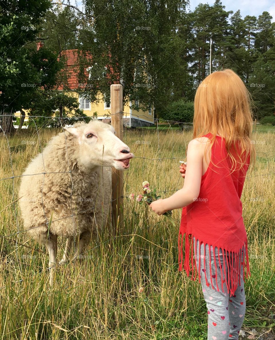 Girl & sheep