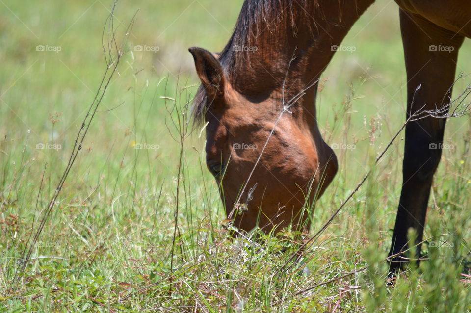 horse