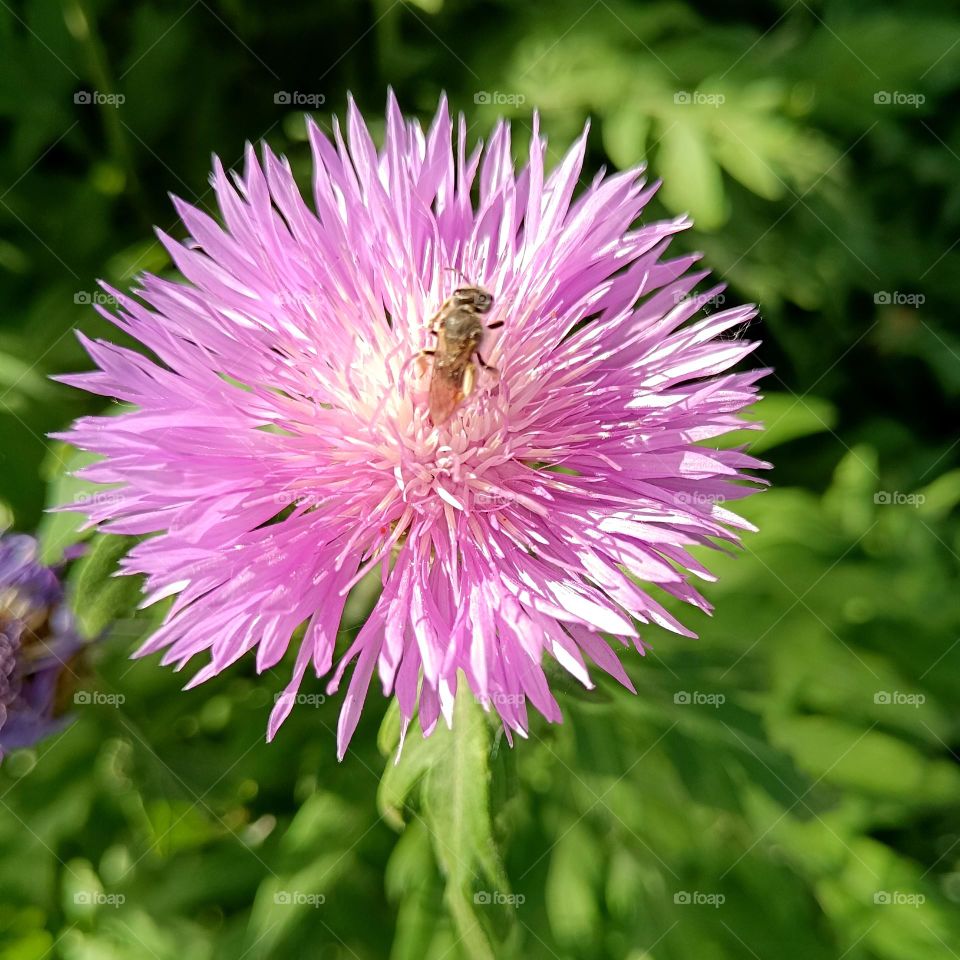 Flower and bee on a flower
