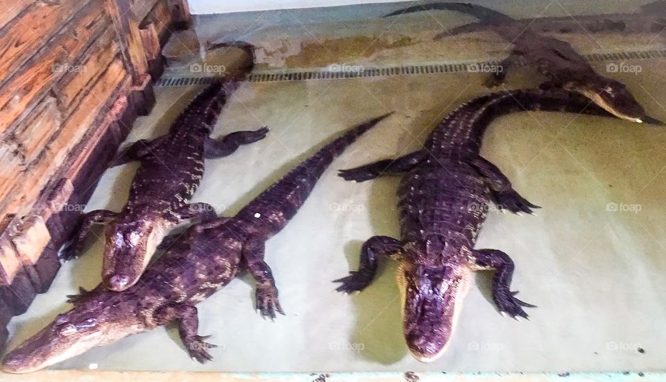 Alligators At Insta-Gator Ranch & Hatchery Covington Louisiana