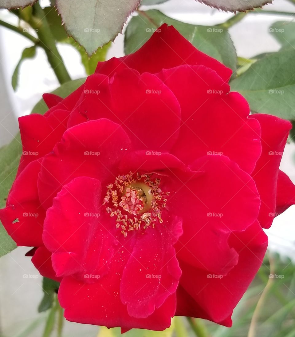 Red rose in full bloom