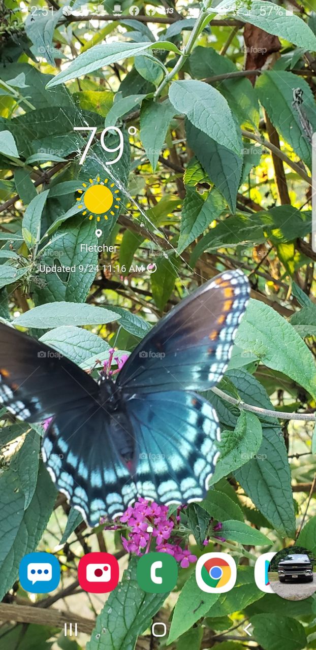 Beautiful butterfly