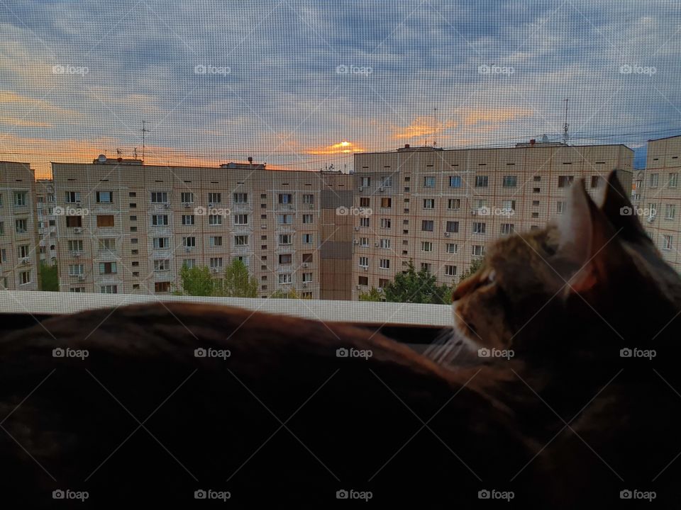 cat laying near the window on sunrise