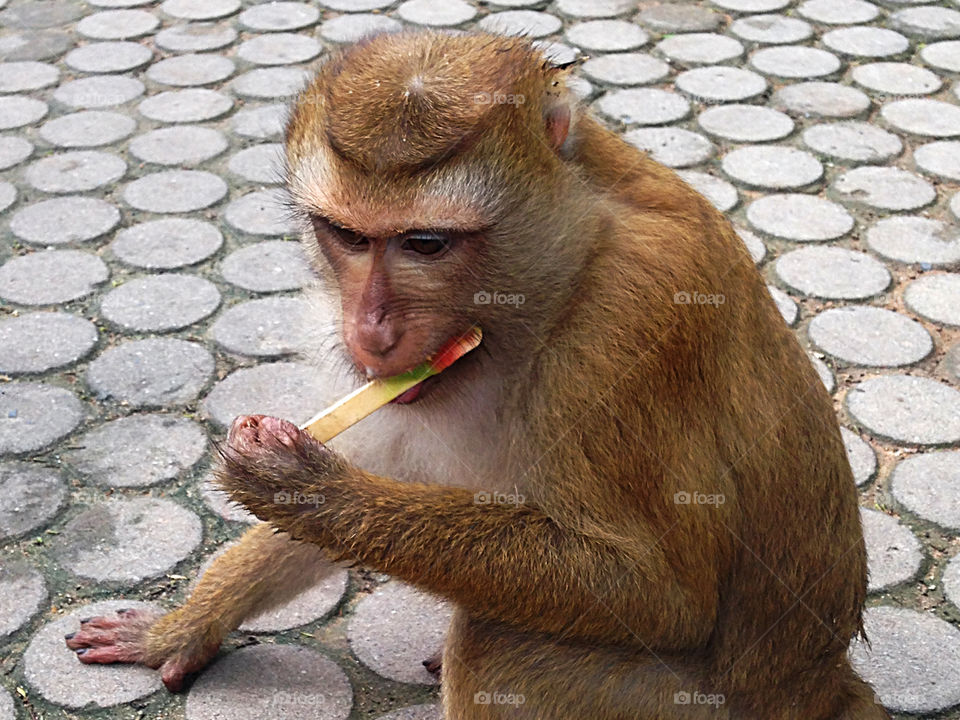 Monkey eating ice cream 