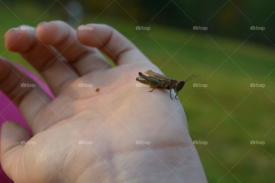 Outdoors, One, Insect, Daylight, Nature