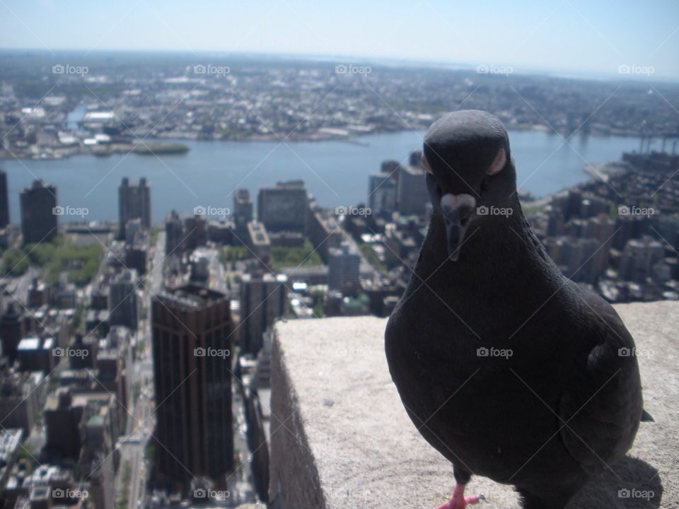 Pigeon over New York