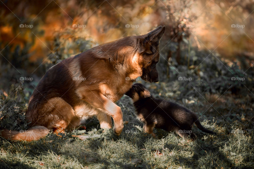 German shepherd dog and puppy in autumn garden