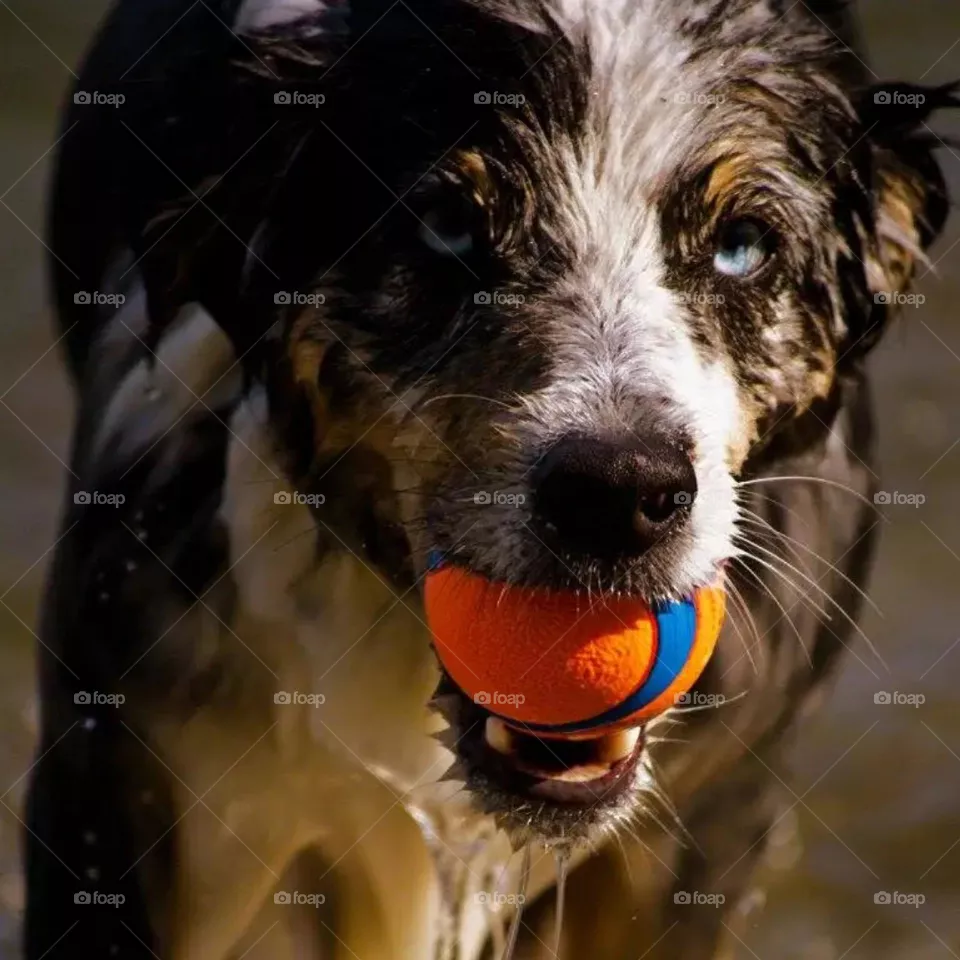 dog