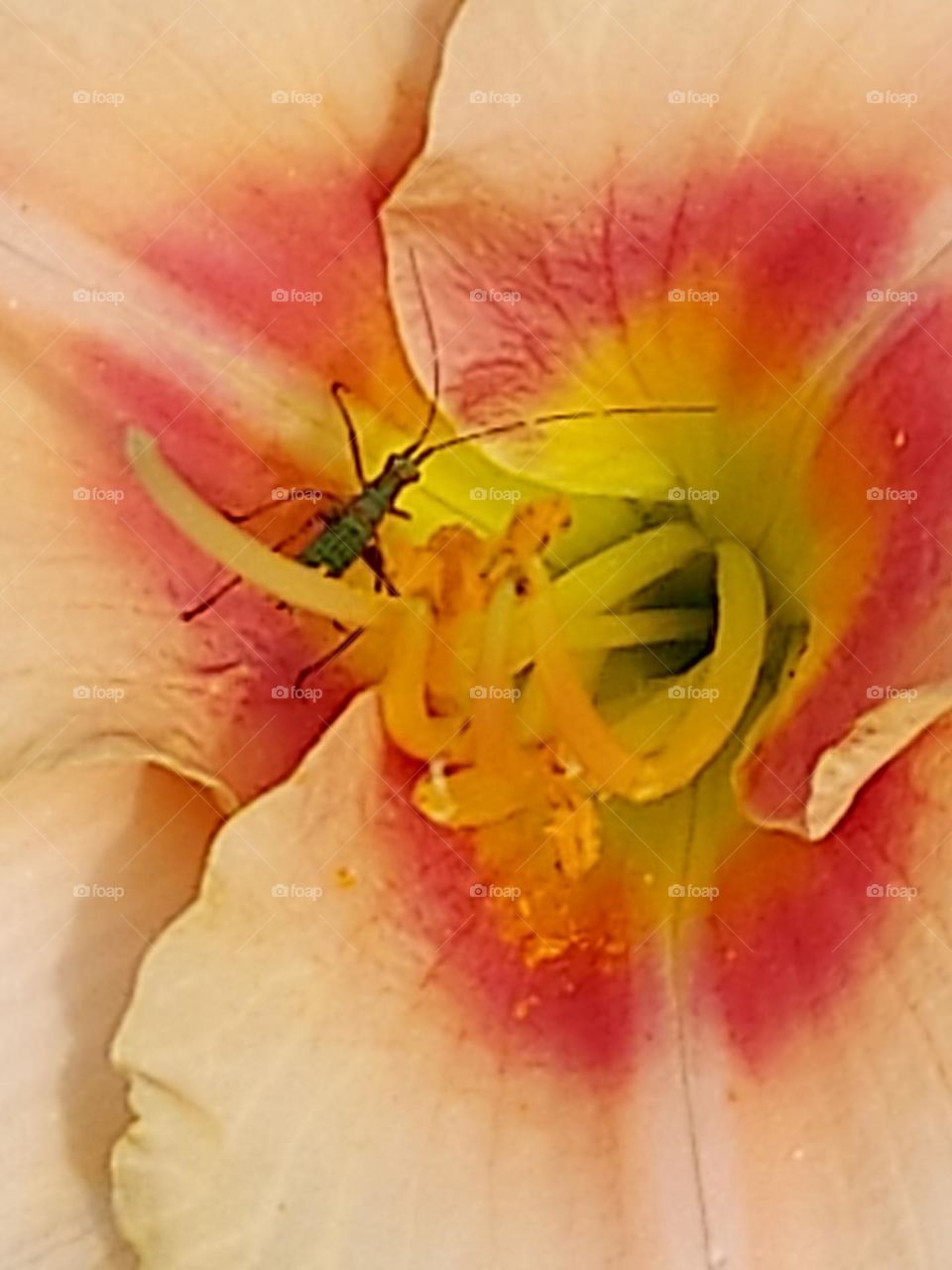 Up Close Pic of beautiful peach day lily with bright green insect