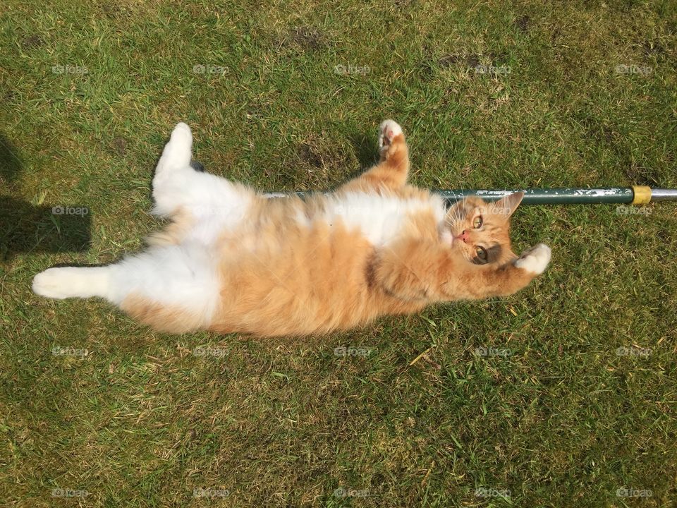 The gardeners assistant 