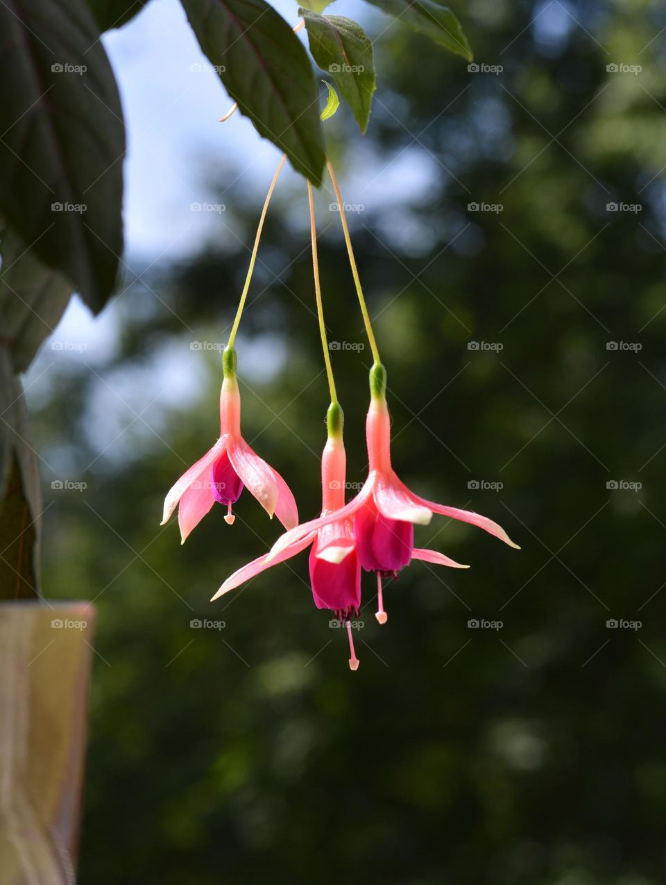 beautiful pink flowers house plants green background