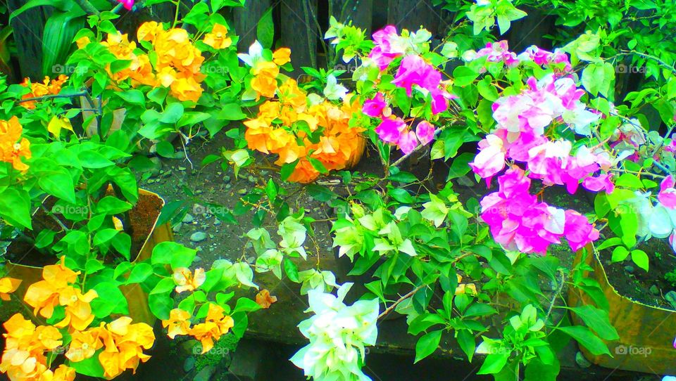 Colorful Bougainvillea Flower..
with different colors in one
@Galas, Dipolog City, Philippines