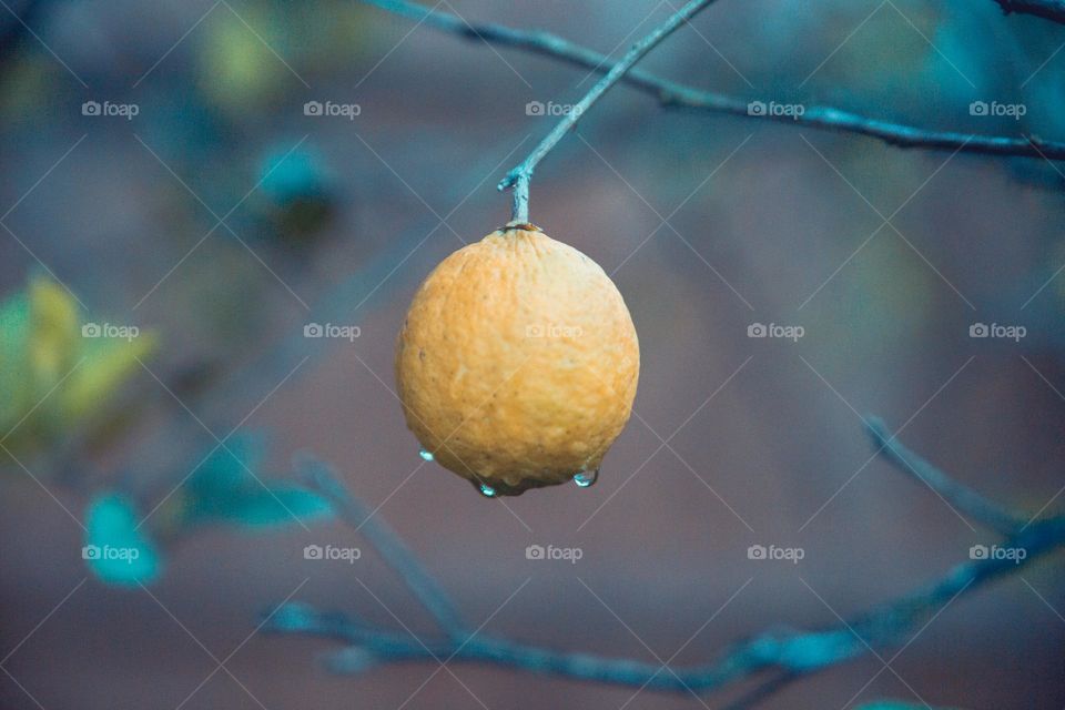 Yellow Citrus Orange Lemon hanging from tree branch with waterdrops