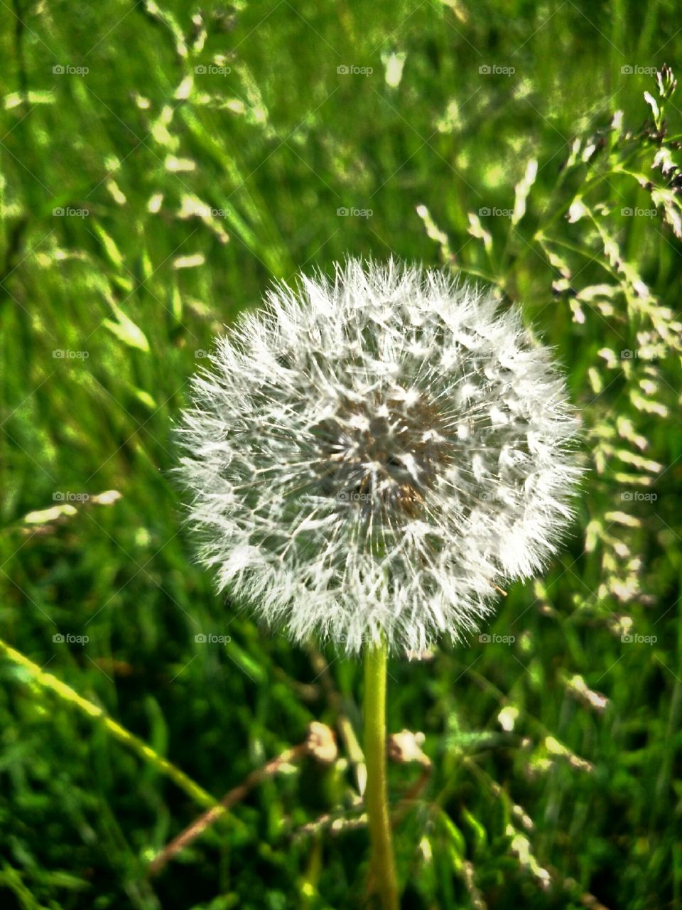 round dandelion