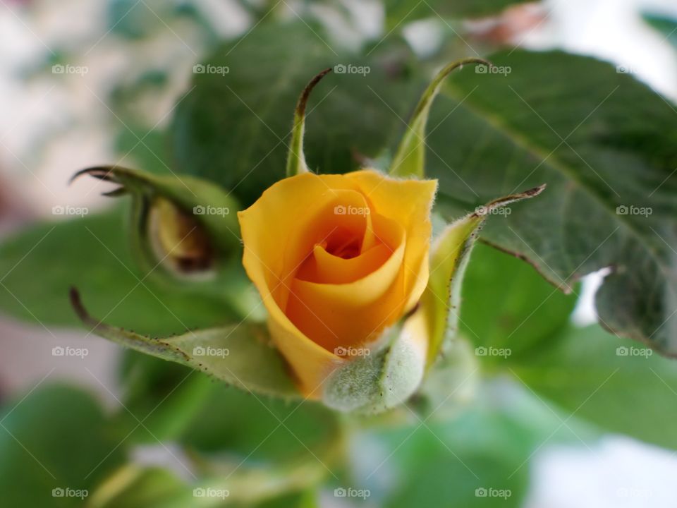 Yellow rose
