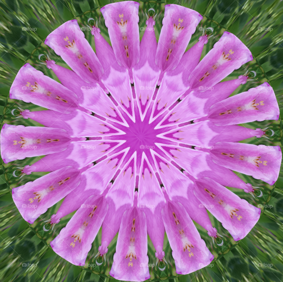 pink flower abstract