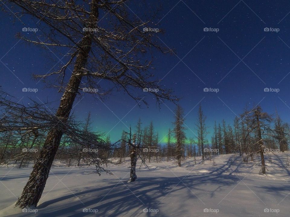 Вечер в лесу и северное сияние