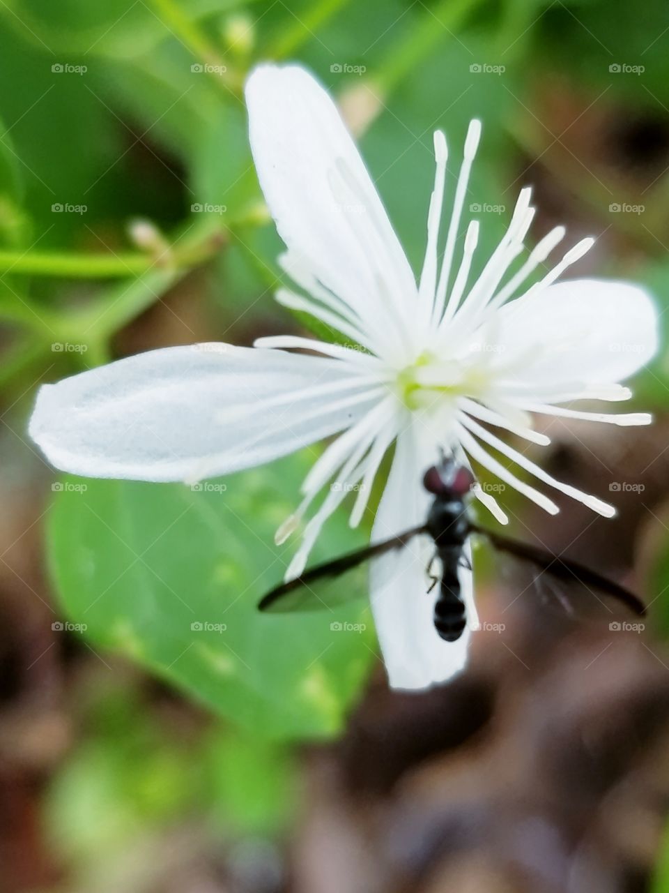 insect on flower