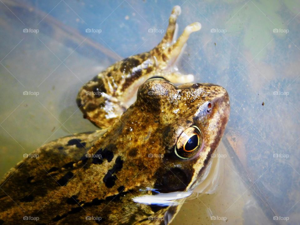 Common frog UK