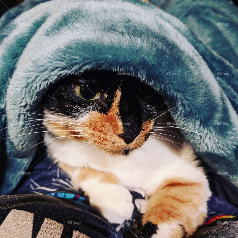 Kitty "Ginny" snuggling under her blanket.