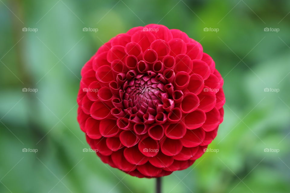 Beautiful Vibrant Red Flower In Summer