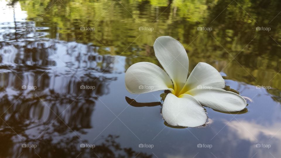 Flower in the water