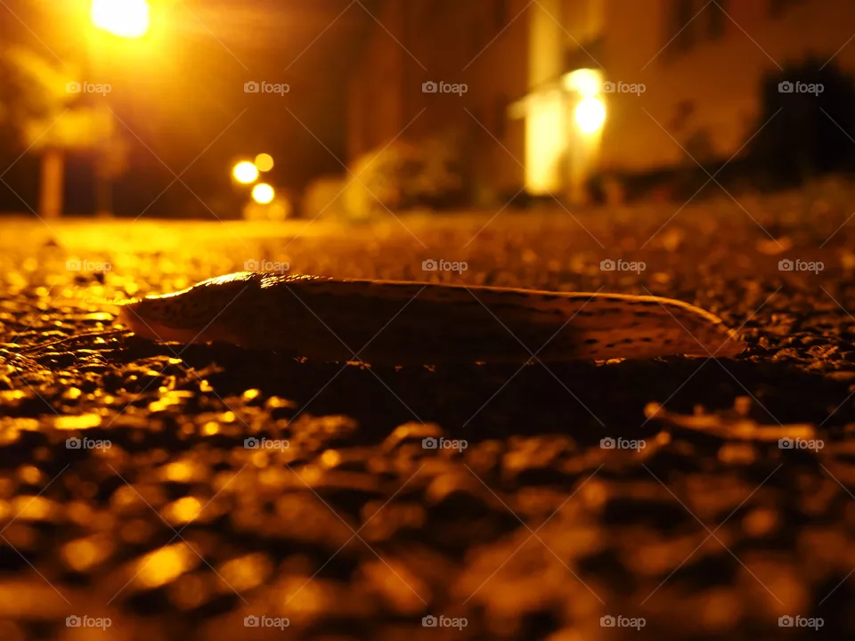 Snail