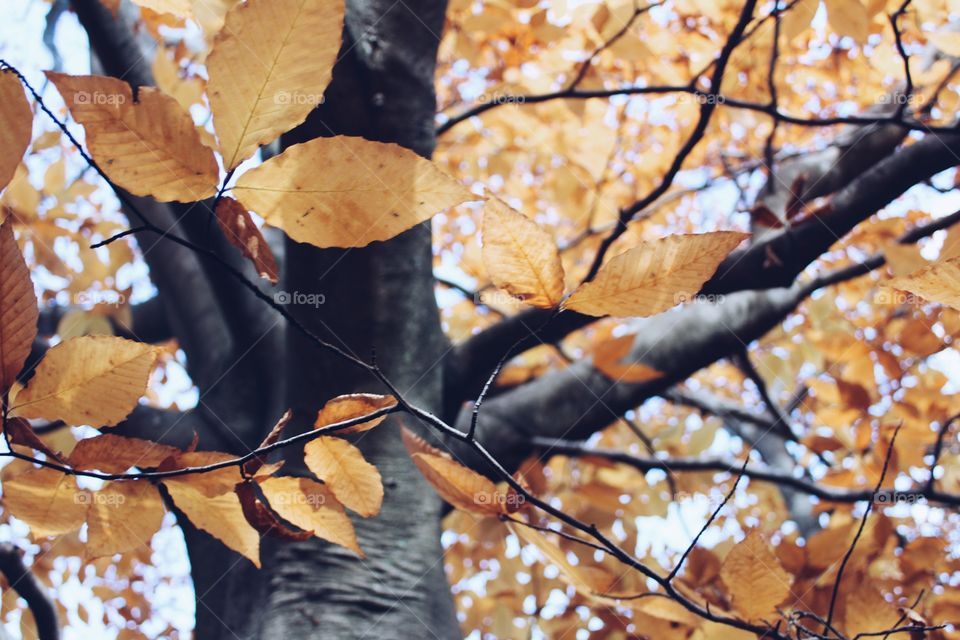 Fall, Leaf, Tree, Maple, Branch