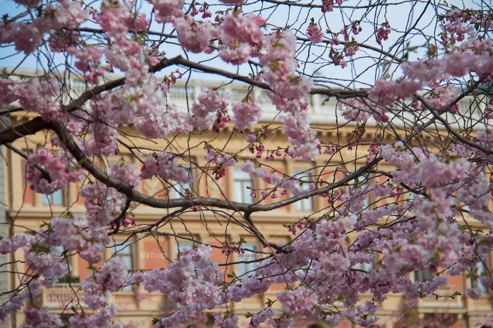 Japanese cherry flowers 