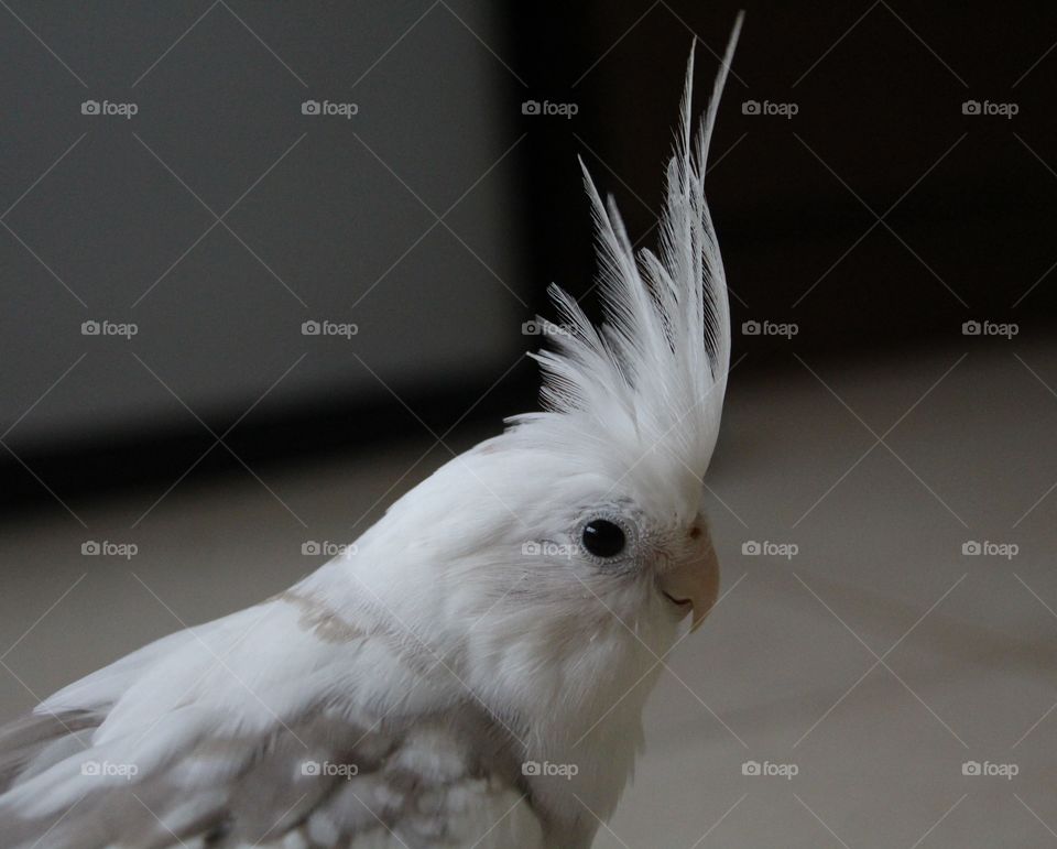 Curious Cockatiel