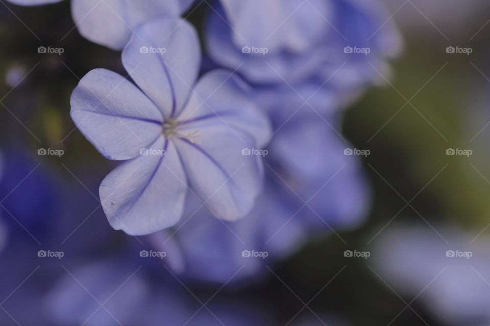 Bundle of purple flowers