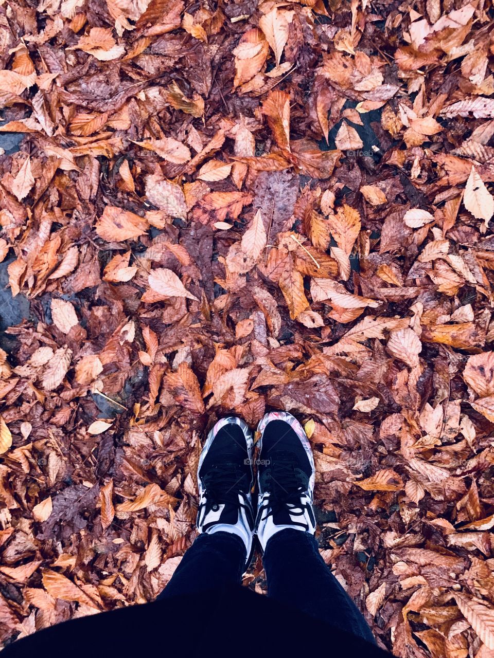 Leaves on the ground during autumn