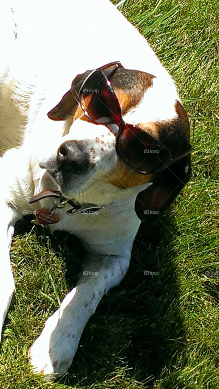 Dog Wearing Shades