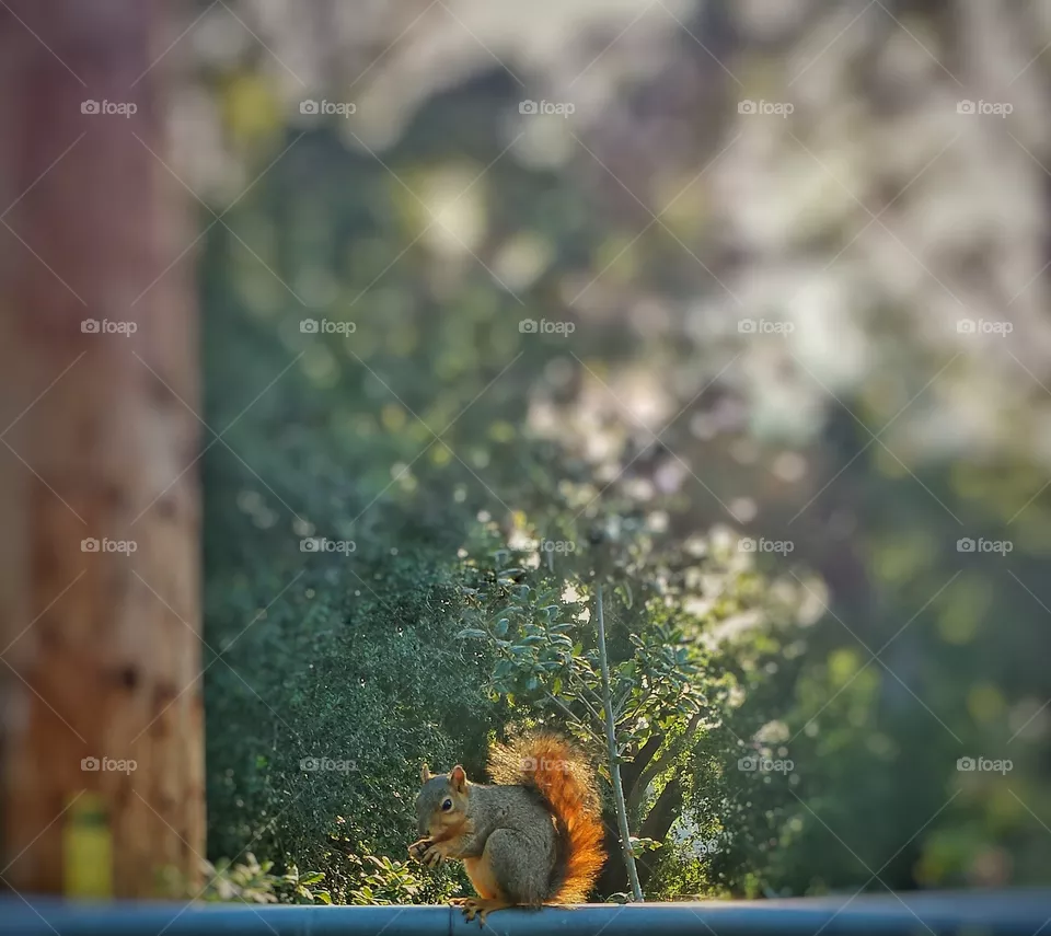squirrel