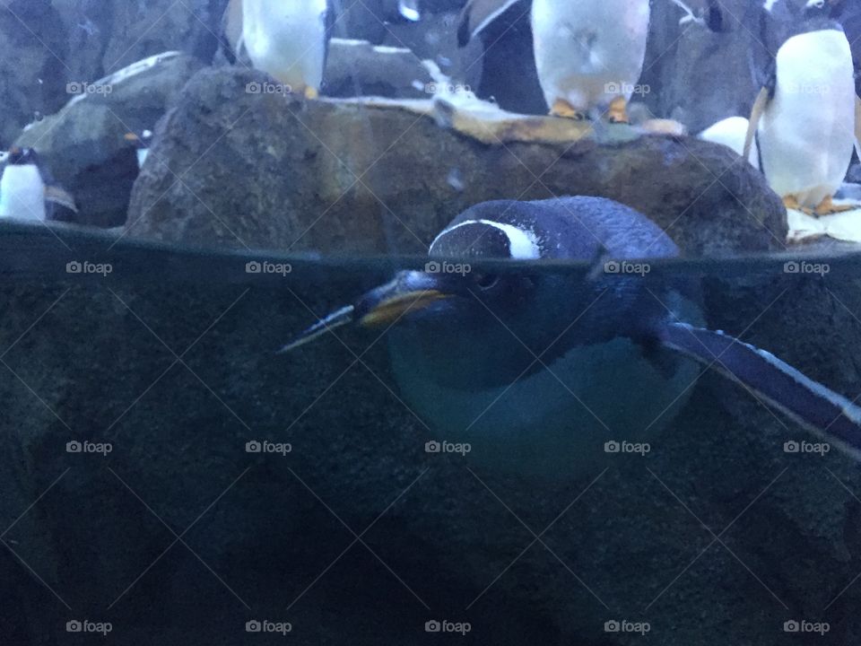 Penguin 