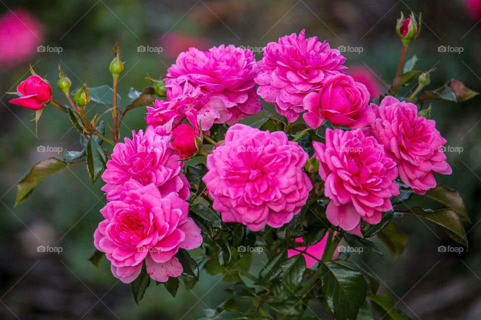 Pink roses