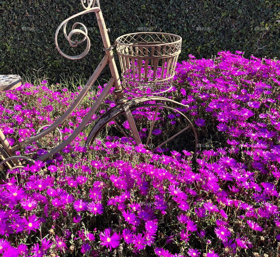 Purple Ice Plant & Bike